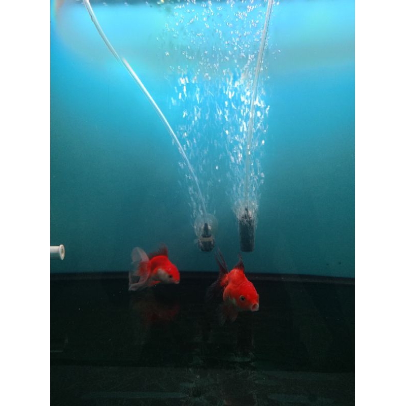 ikan mas koki Oranda merah kepala jenong (dan) Oranda bagong quality bagus 8-10 cm