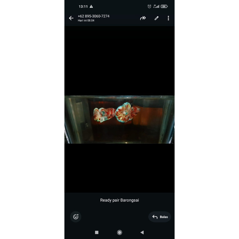 cupang barongsai sepasang