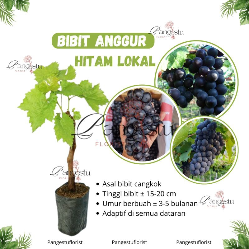 

Bibit Buah Anggur Hitam Lokal