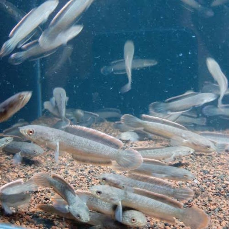 

baby limbata cb ukuran 5cm++