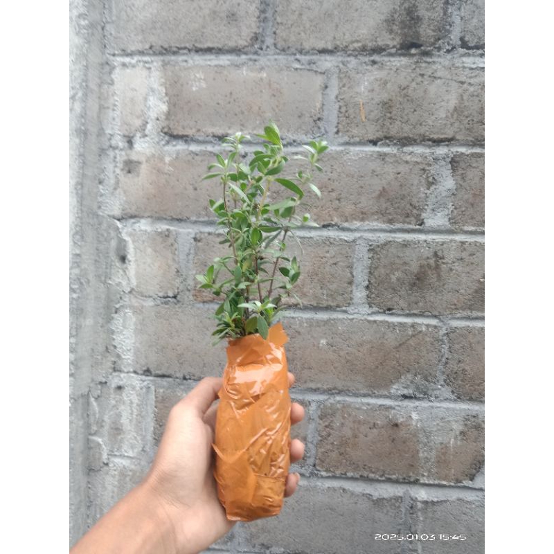 bibit super santigi santigi karang