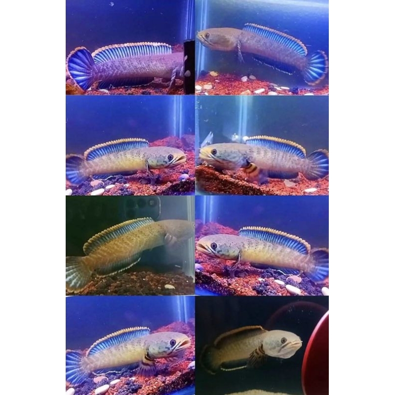 Limbata pair alam proven 13-18cm (full jekpot)