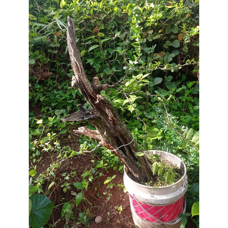 bonsai Kaliage/ Sisir kering