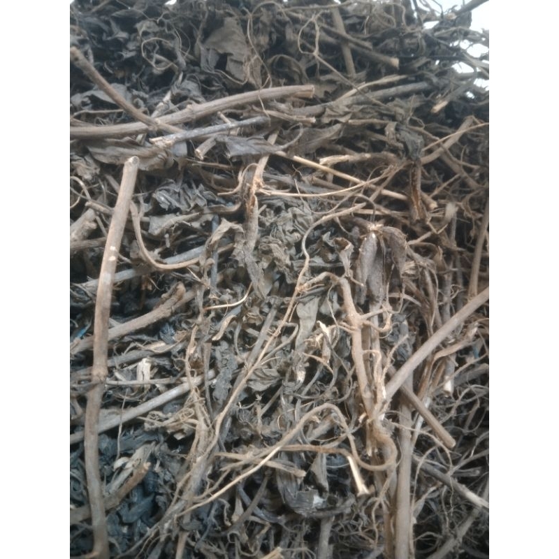 

Herbal kumis kucing kering jamu tradisional 100 gr
