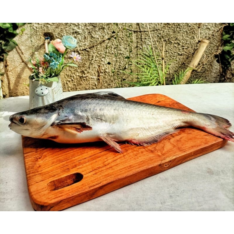 

Ikan Patin Segar 1 kg
