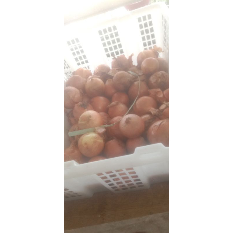 

bawang bombay 1kg