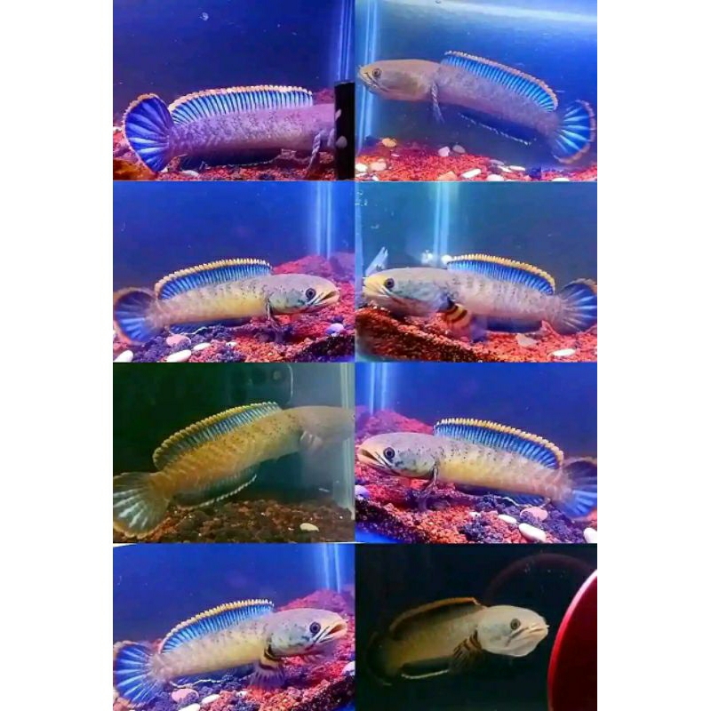 channa limbata 14-17cm rim tebal biru