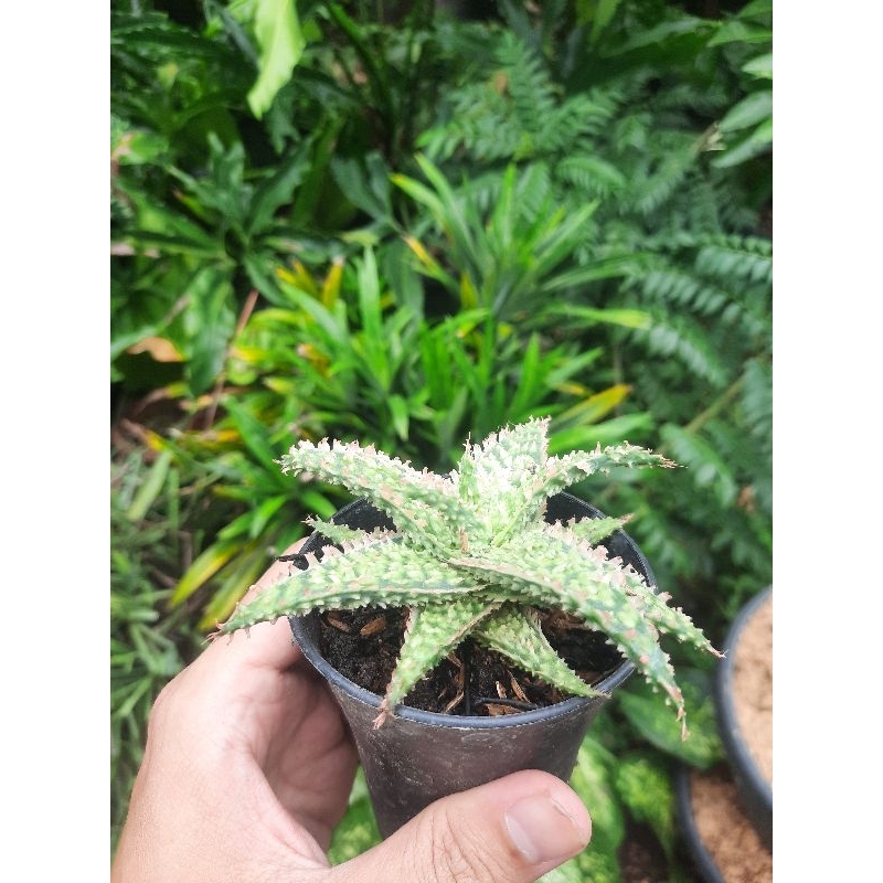 aloe tct edelweiss tanaman hias sukulen kaktus