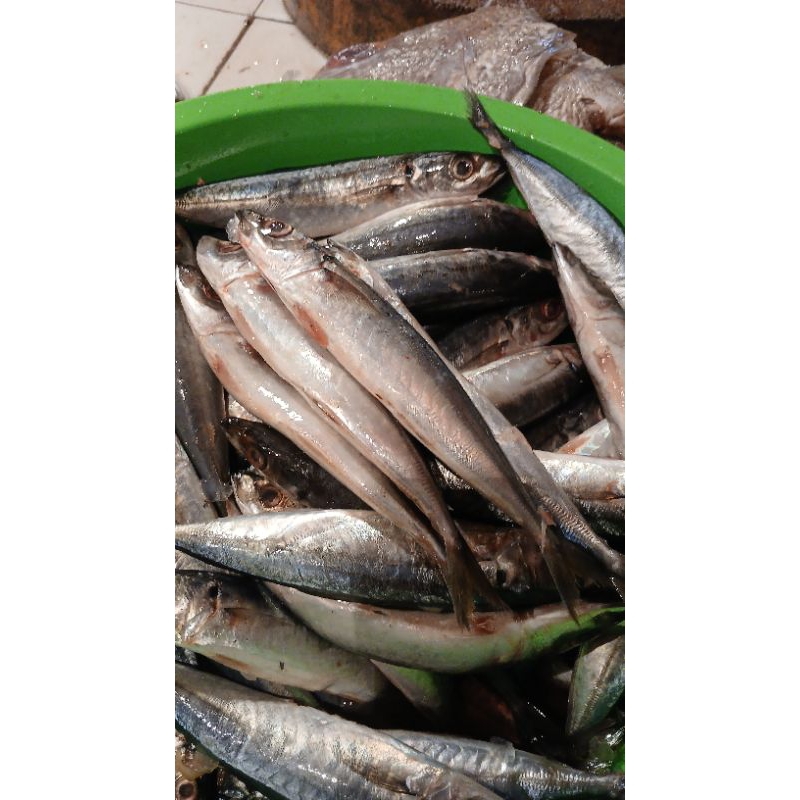 ikan laut kecil2/ikan sarden/IKAN SALEM 500grm