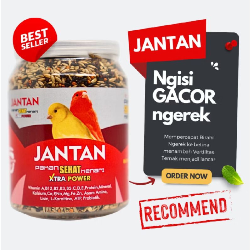 CAROLL JANTAN PAKAN KENARI SEHAT GACOR PAKAN KENARI PEJANTAN NGEREK NGISI GACOR