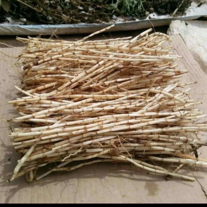 

Akar Alang Alang segar banyak hasyat dan protein obat hasyat dari kampung 1kg