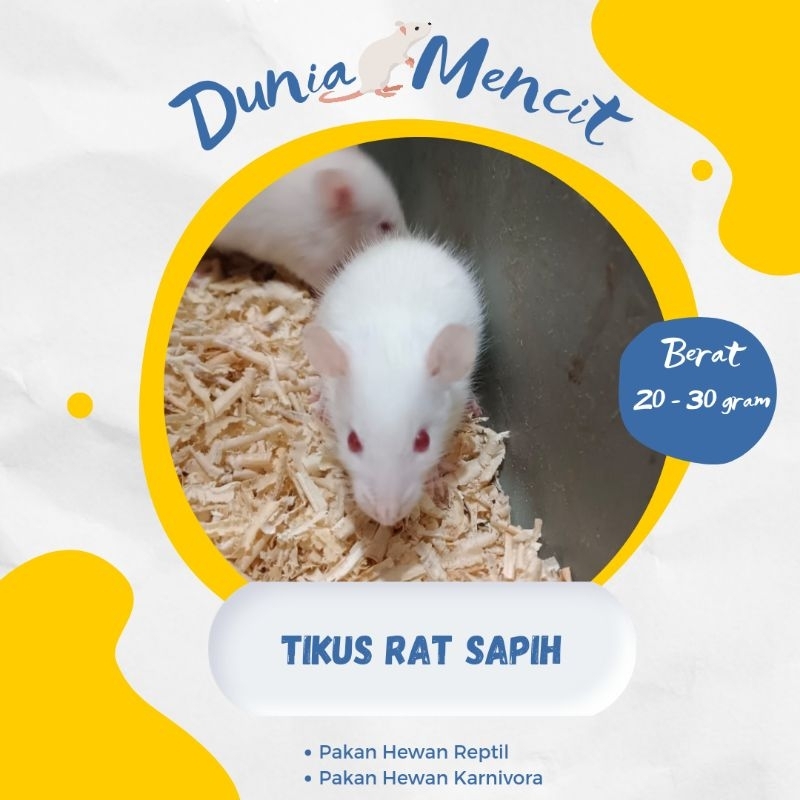 Tikus Putih Rat Sapih
