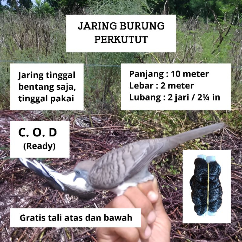 JARING BURUNG PERKUTUT JARING BURUNG SAWAH SIAP PAKAI JARING MONTANA