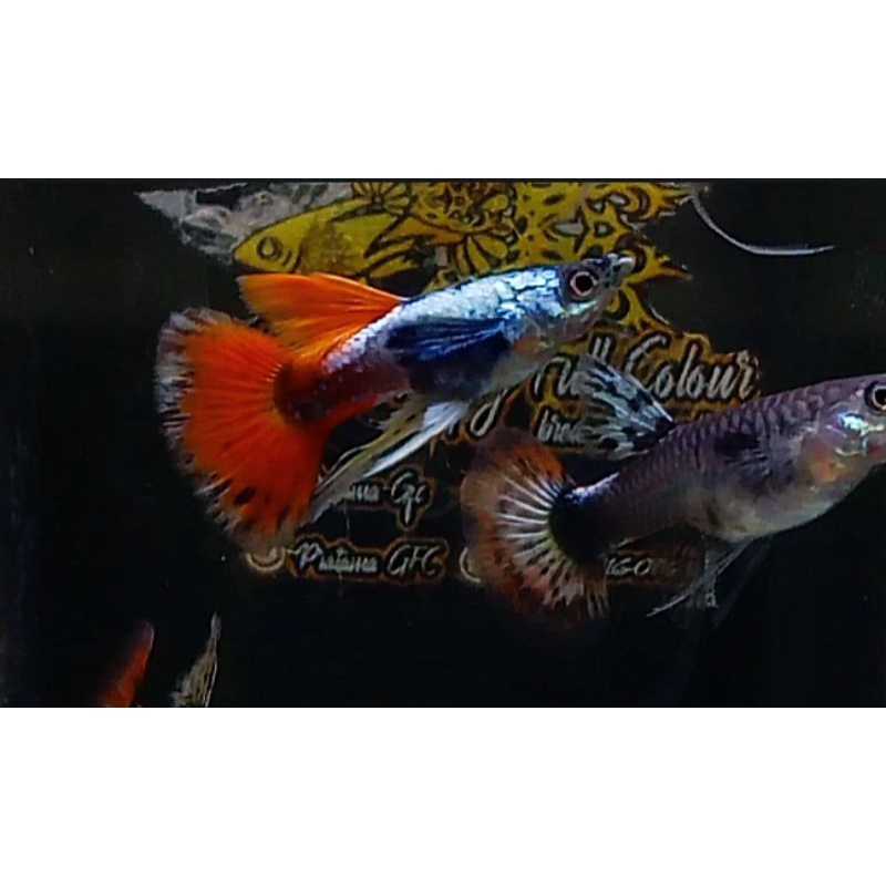 hiasan akuarium (PRTDE Ribbon)