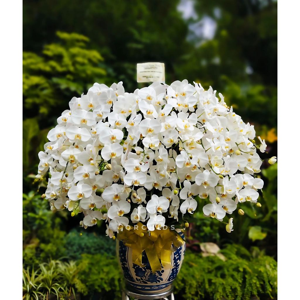 Anggrek bulan Dewasa Warna Putih rangkaian 30 pohon Pot Keramik