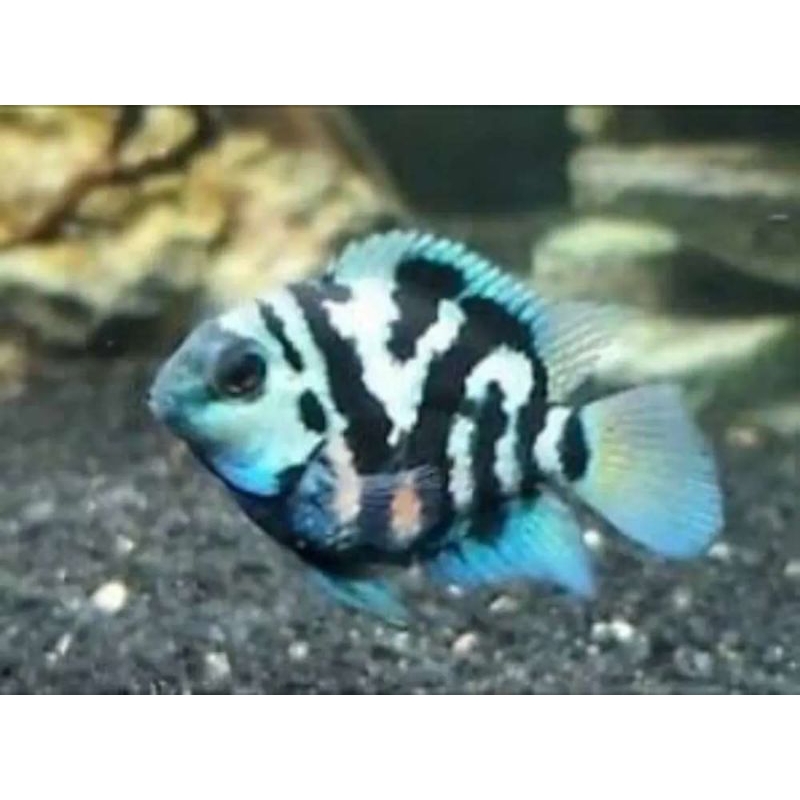 IKAN HIAS BLUE POLAR