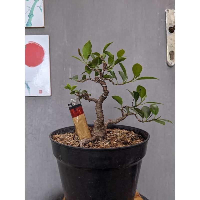 Bahan Bonsai Beringin Kimeng ukuran mame (real pict)