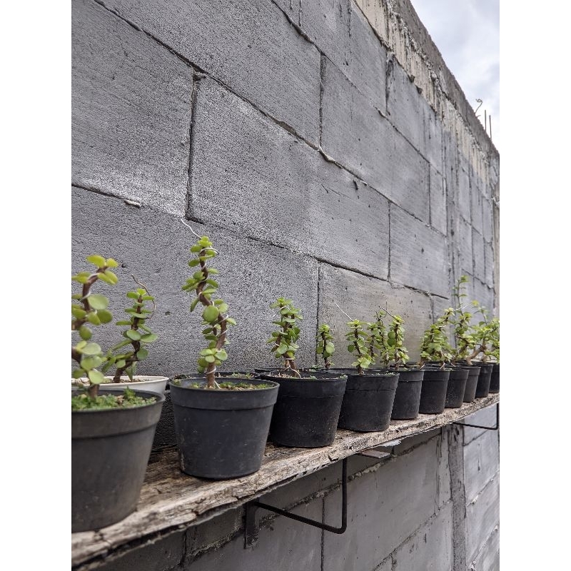 Bahan Bonsai Jade Plant