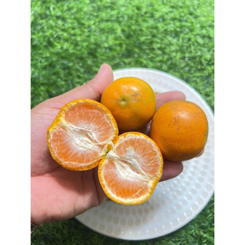 

Jeruk Medan Mini / Jeruk Santang Lokal Fresh Bandung