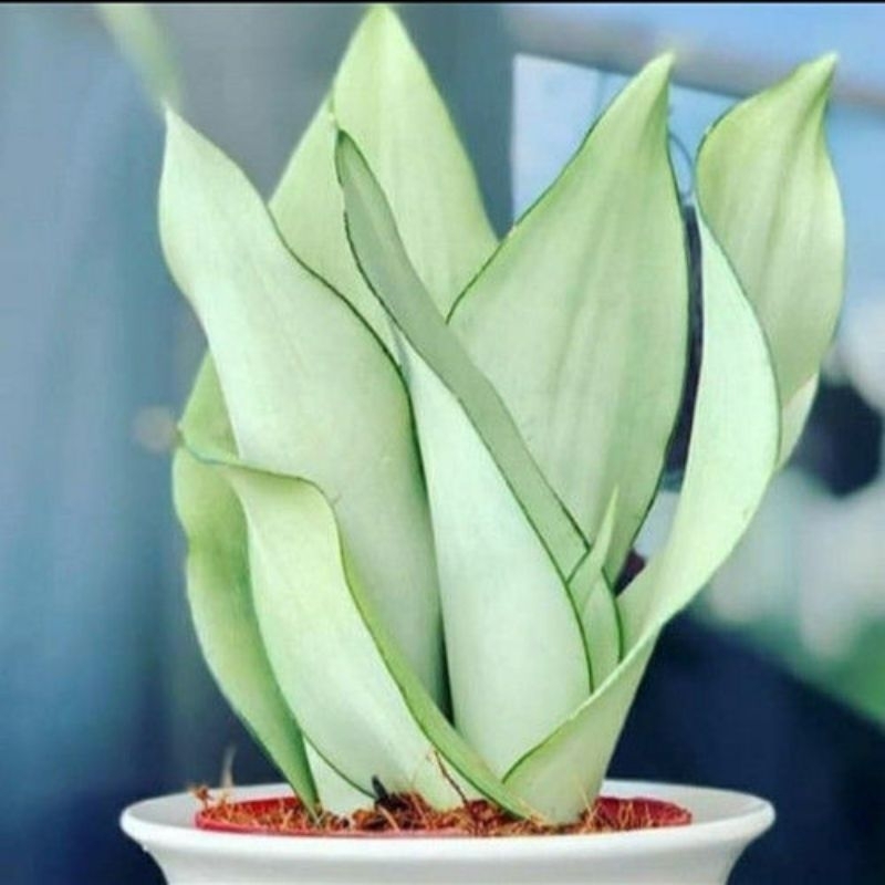 Tanaman Sansivera Moonshine Perak / Sansevieria Moonshine Plant / Sansevieria Trifasciata 'Moonshine