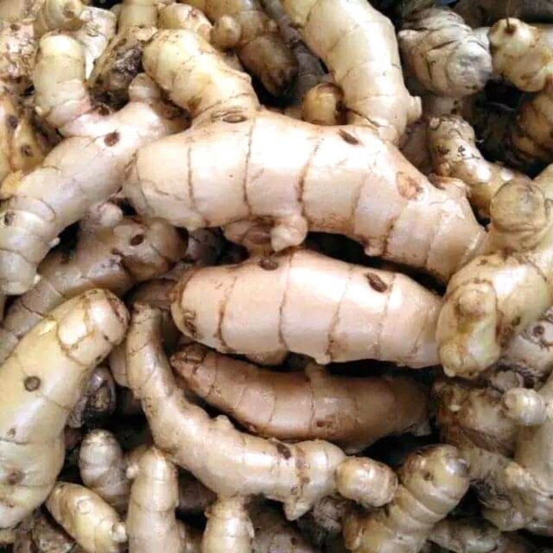 

kunyit putih segar obat rebal alami 1kg bersih