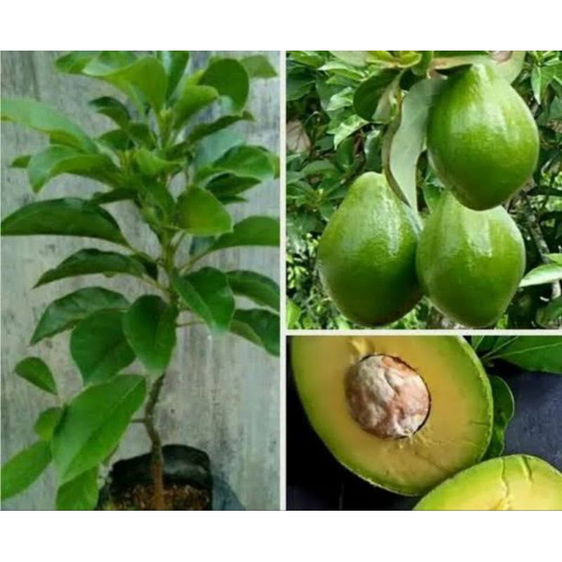 bibit sambung pucuk alpukat miki 1 tahun berbuah pohon mini 1 meter sudah berbuah