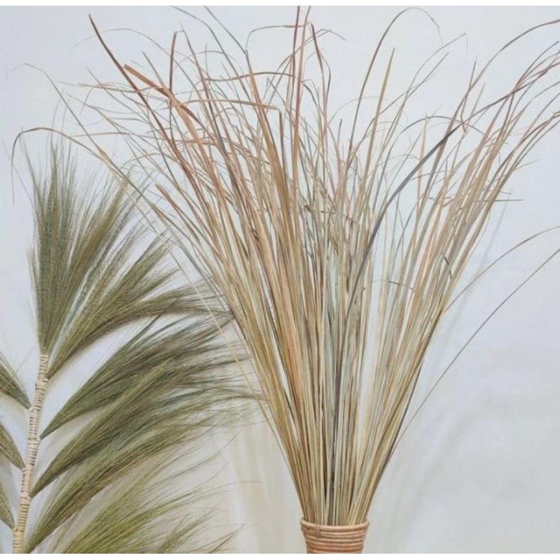New Daun ilalang kering daun Alang-Alang untuk dekorasi