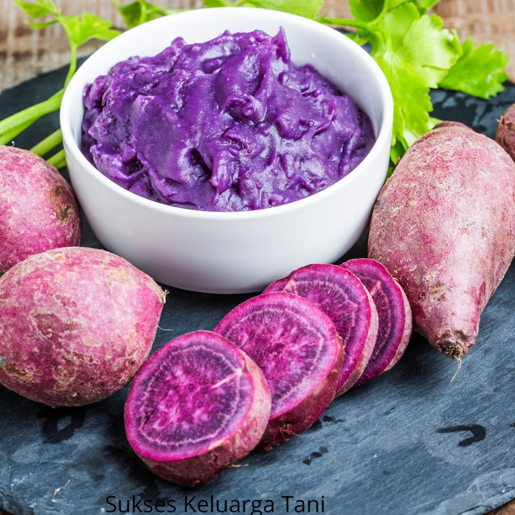 Bibit Ubi Jalar Ungu