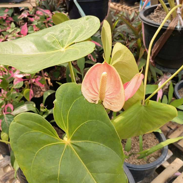 Anthurium andraeanum/anthurium bunga pink