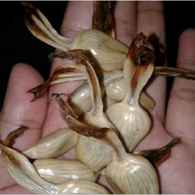 

buah pinding hutan atau buah galoba hutan segar