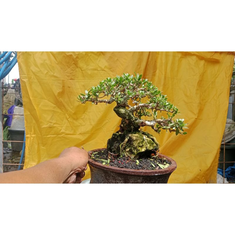 bonsai santigi mawar