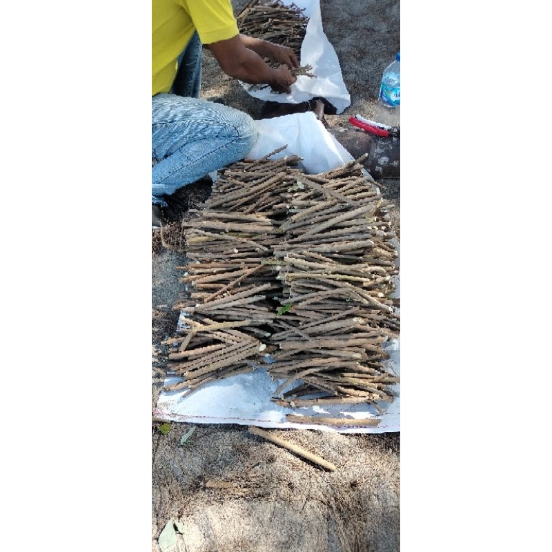 bibit Gandasari Legundi paket 2600 batangstek