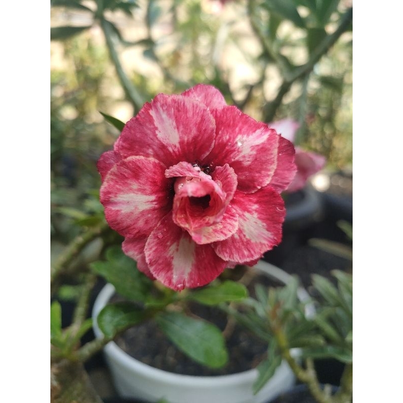 Adenium Grafting "Floren"