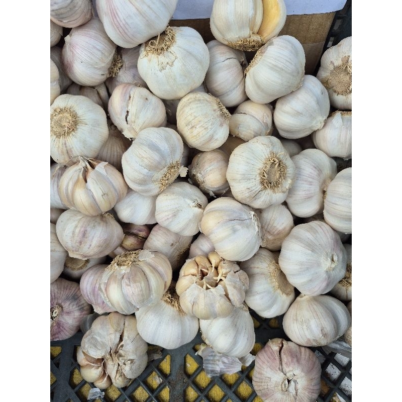 

Bawang Putih - Bawang - Bawang Honan