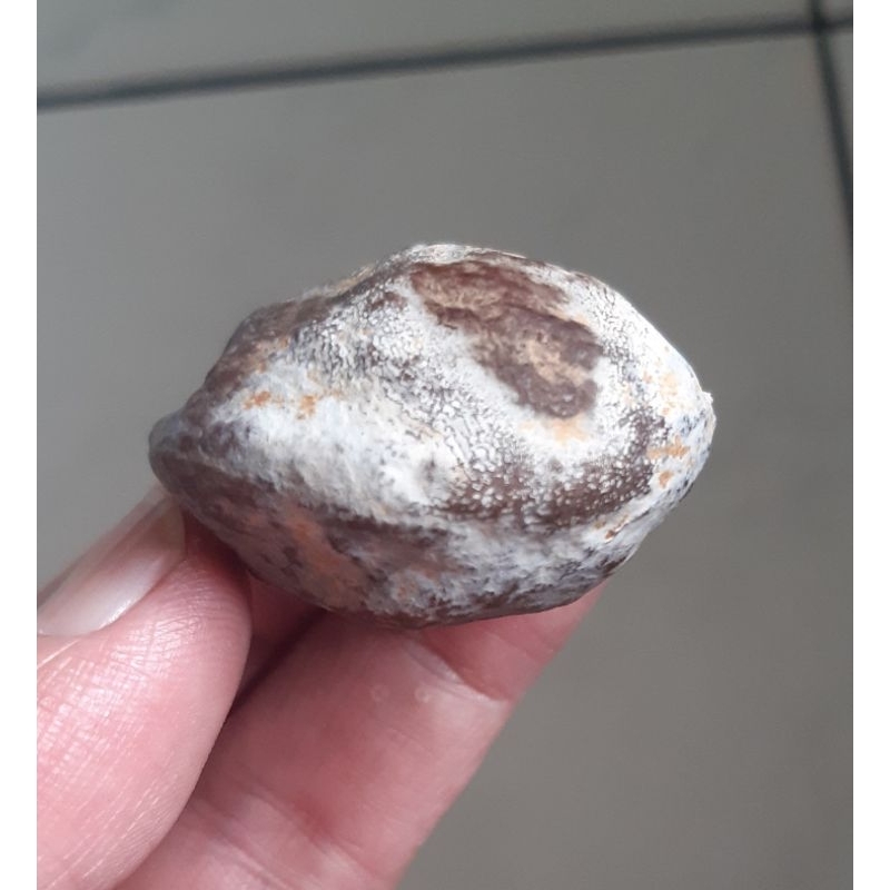 Muncang Adu Anak 4G Full Tua