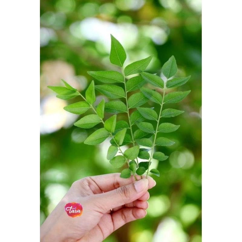 

Daun Kari Organik Segar/ Fresh Organic Curry Leaves