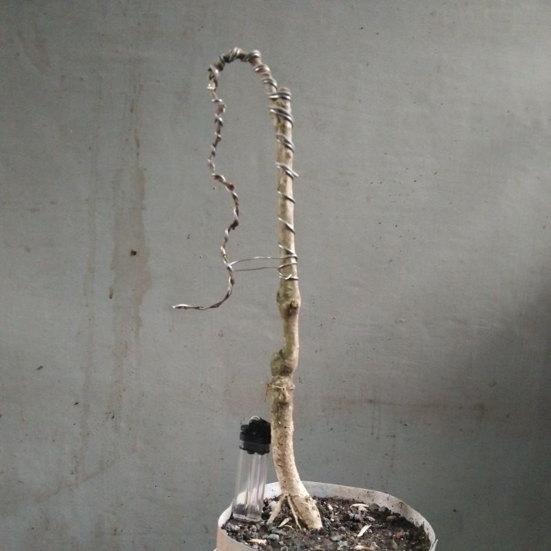 Bahan Bonsai Mentaos okulasi anting putri salju varigata formal Small Bunjin Stile  Real Pick