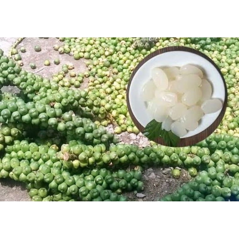 

kolang kaling segar asli dari petani 500 gram