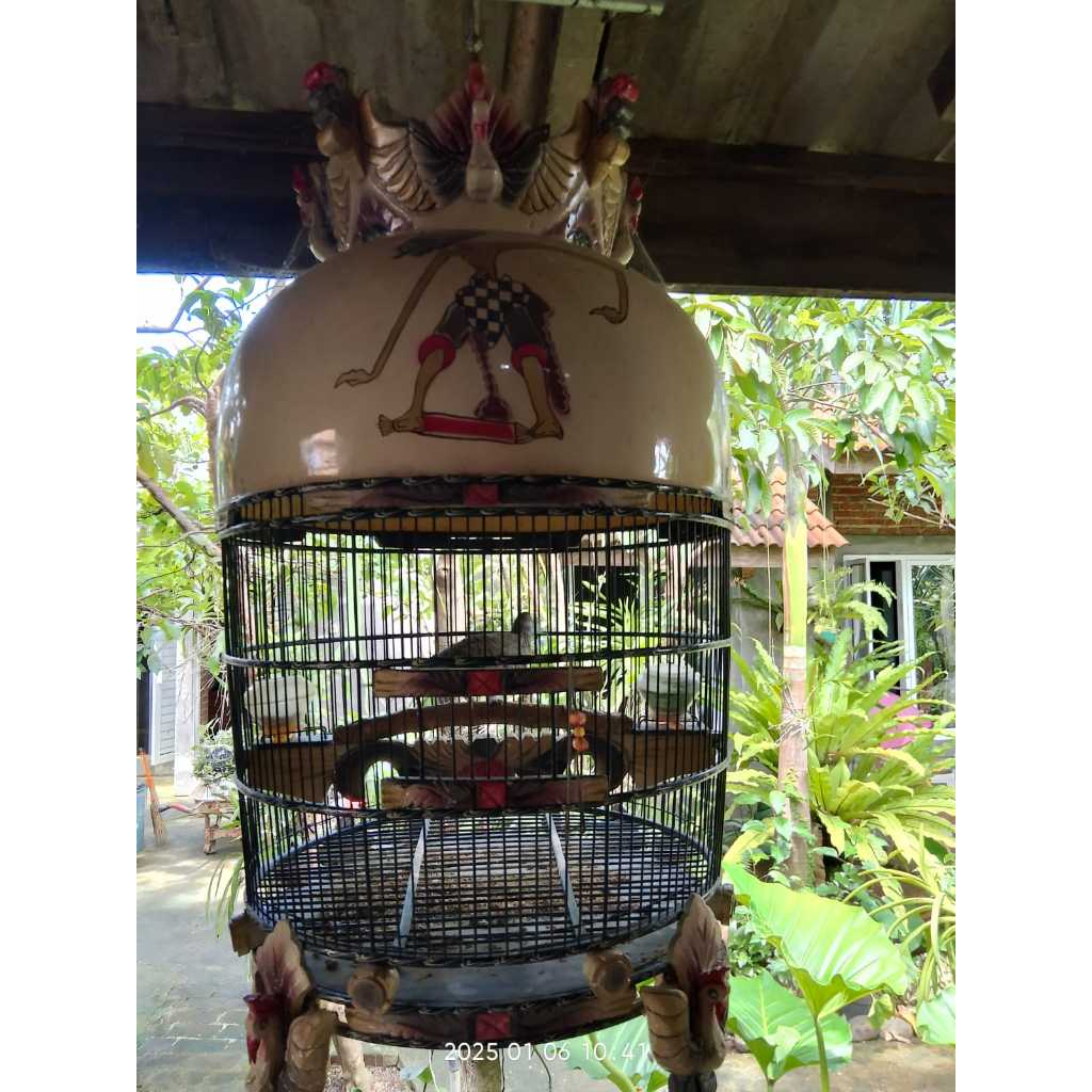 Perkutut Bangkok Jantan Dewasa Asli Pakai Ring Sudah Bunyi Menambah Nikmatnya Hidup