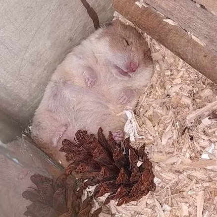 Hamster Indukan Syrian (Jinak)