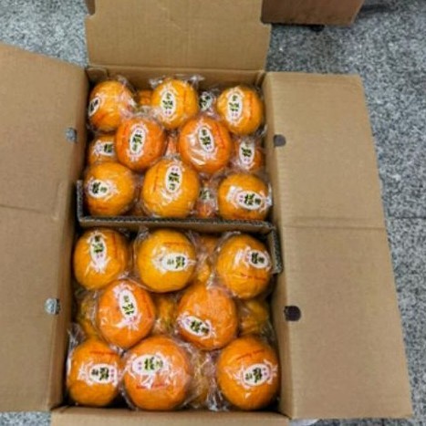 

Buah Ponkam HDL TW Madu Curah Uk L dan XL berat 9.5kg