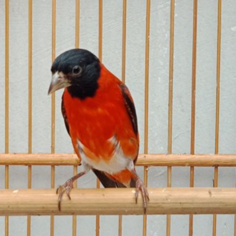 BURUNG RED SISKIN KLASIK DEWASA