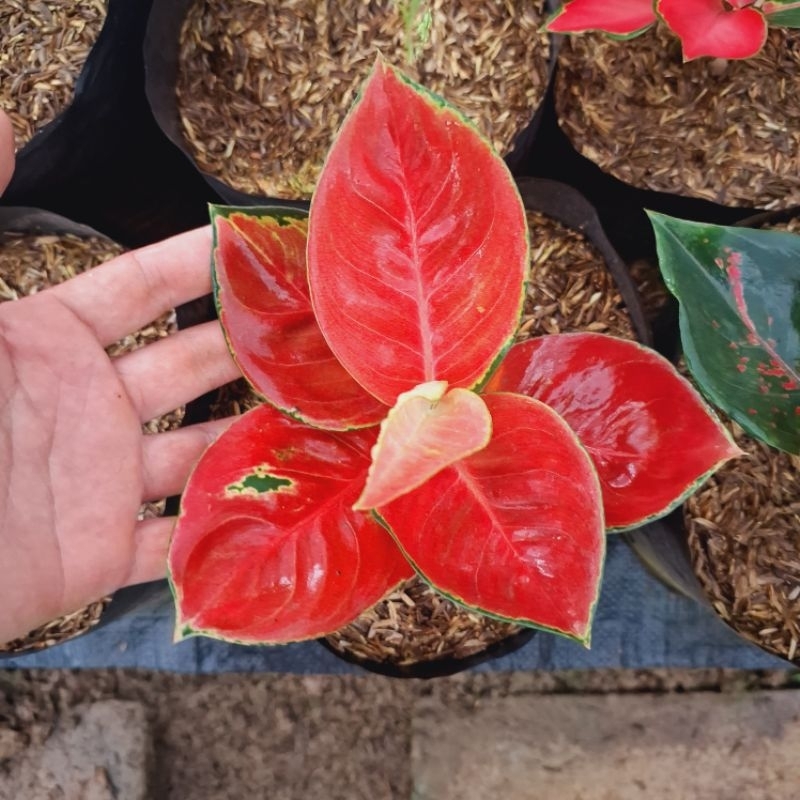 Aglaonema Suksom Mangkok Original