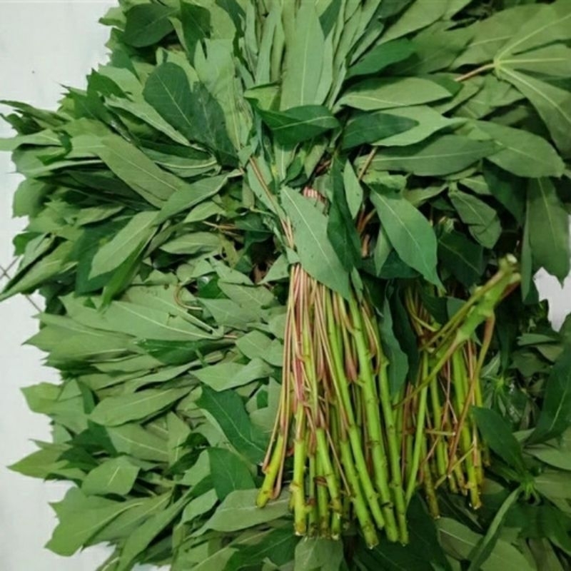

Daun singkong 1 ikat fresh dari kebun