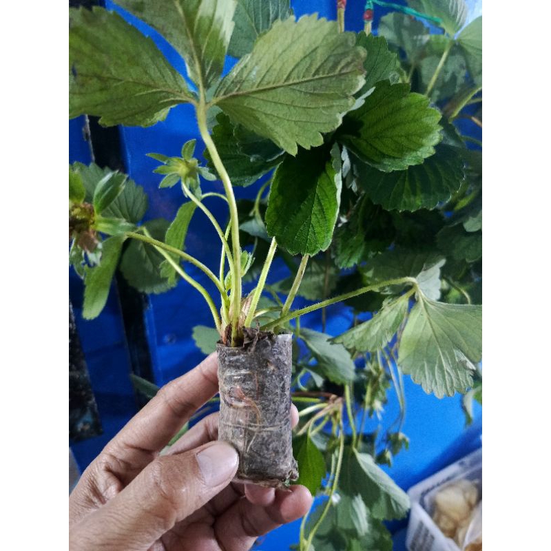 1 POLYBAGS BIBIT STROBERRY UKURAN KECIL DAN JUMBO | BIBIT STRAWBERRY | STROBERY FRESH | STROBERY FRO