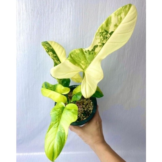 Tanaman Philodendron Violin Variegata / Philo fiolin var