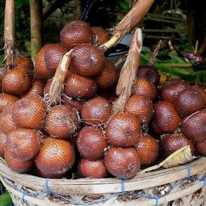 Bibit Buah Salak Bali Cocok Untuk Pemula Seedling Unggul