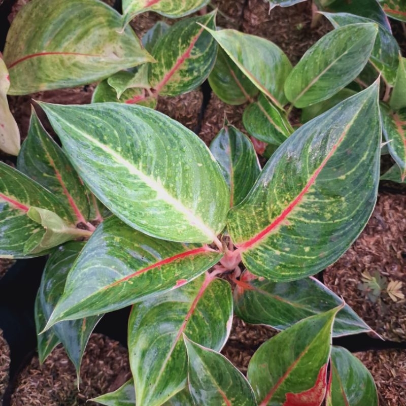 Aglaonema Red N Ndot (RnD) Mutasi
