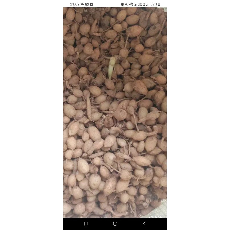 

krinil kunyit gombyok tanpa empu 1 kg