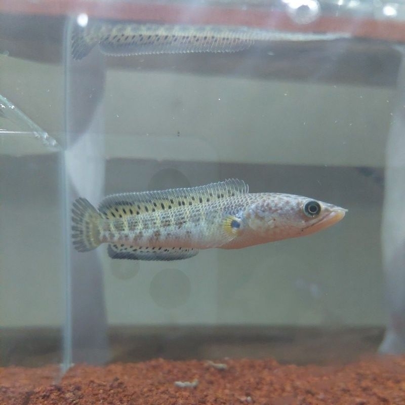 Auranti CB China Single 6-8cm Progres